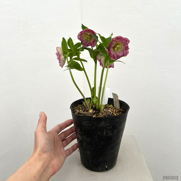 加藤農園さんのクリスマスローズ：26-22ダブル／4.5号ポット【現品販売】