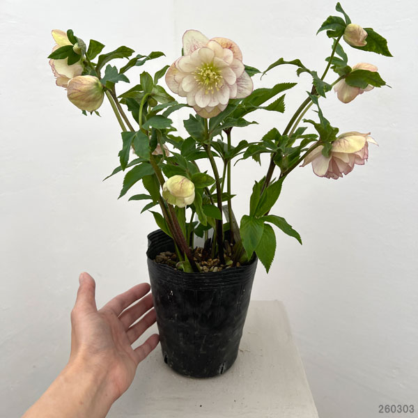 加藤農園さんのクリスマスローズ:26-24ダブル/4.5号ポット【現品販売】