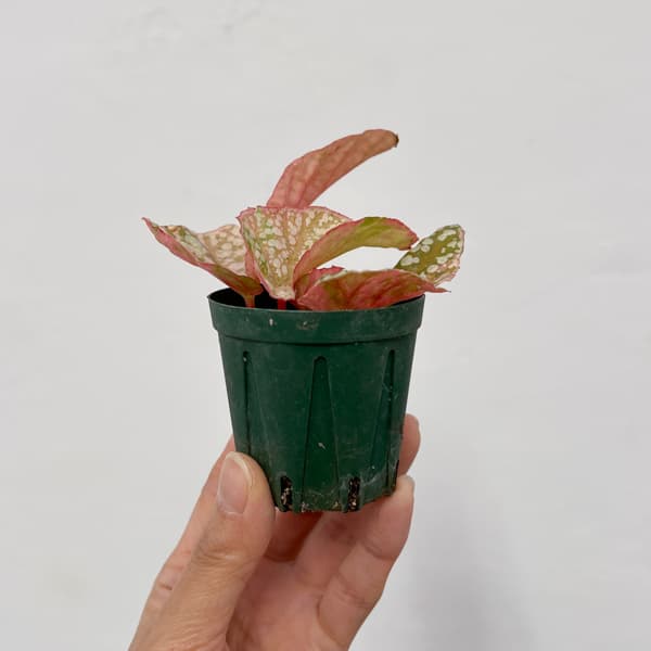 ベゴニア（木立性）：スノーキャップ　斑入り　2.5号ポット