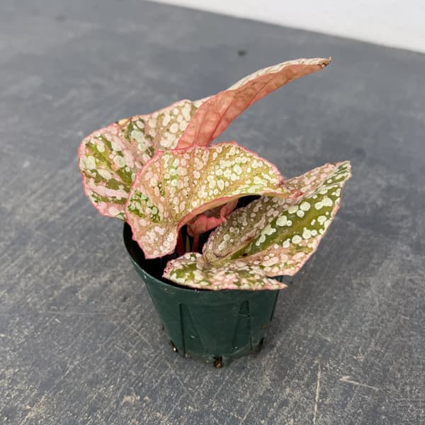 ベゴニア（木立性）：スノーキャップ　斑入り　2.5号ポット