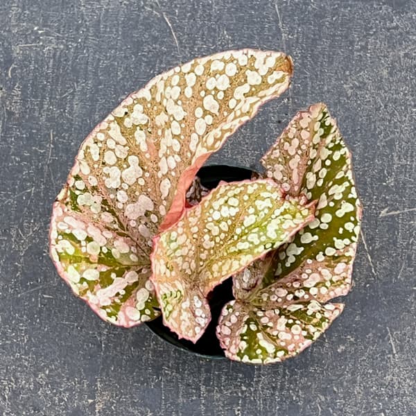 ベゴニア（木立性）：スノーキャップ　斑入り　2.5号ポット