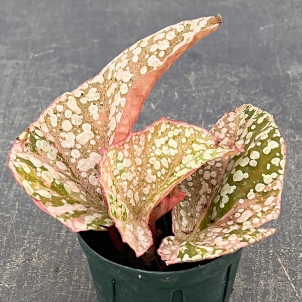 ベゴニア（木立性）：スノーキャップ　斑入り　2.5号ポット