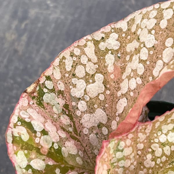 ベゴニア（木立性）：スノーキャップ　斑入り　2.5号ポット