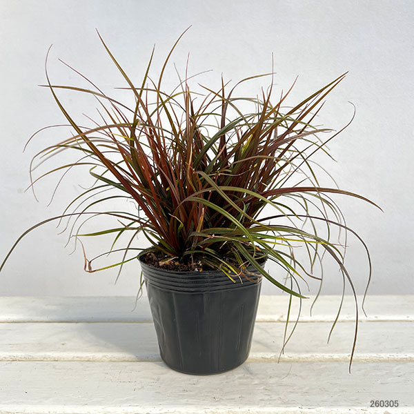 ウンシニア:ファイアーダンス4号ポット