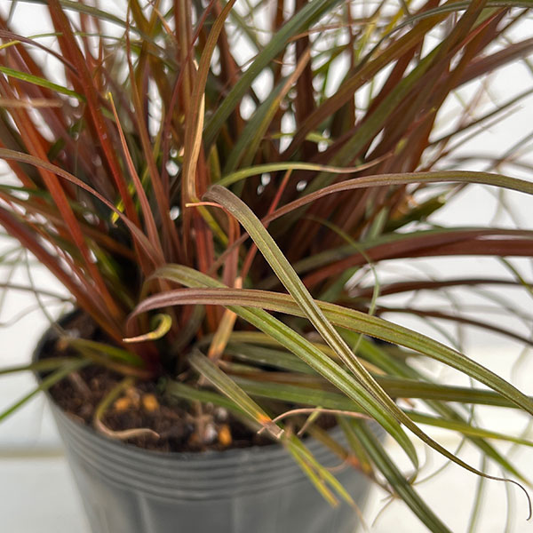 ウンシニア:ファイアーダンス4号ポット