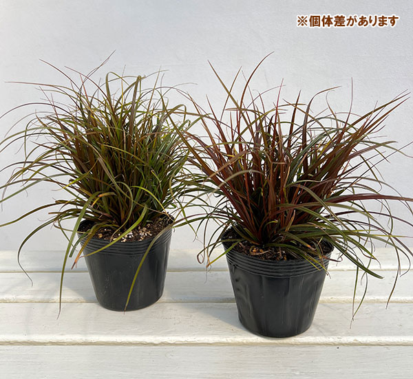 ウンシニア:ファイアーダンス4号ポット