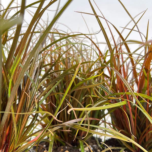 ウンシニア:ファイアーダンス4号ポット