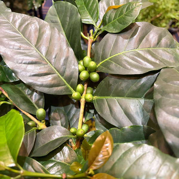 [26年3月中下旬予約]コーヒーの木：モカ種（実付株）　7号鉢植え