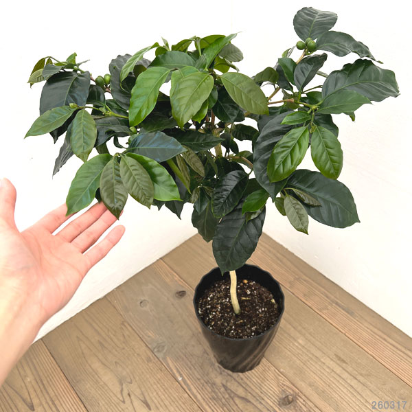 園芸ネット本店｜コーヒーの木：モカ種（実付株） 7号鉢植え の通販
