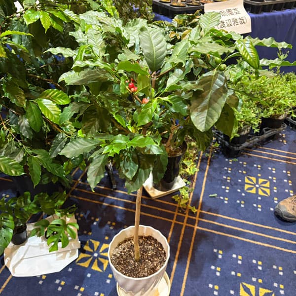 [26年3月中下旬予約]コーヒーノキ（アラビカ種）実付株　7号鉢植え