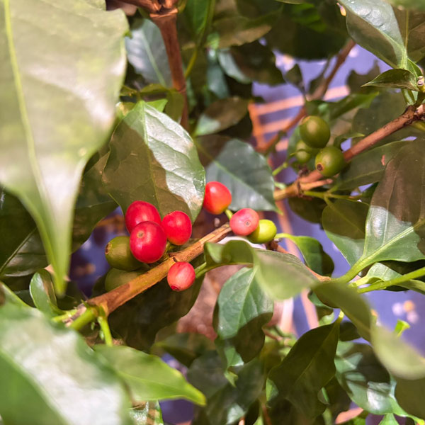 [26年3月中下旬予約]コーヒーノキ（アラビカ種）実付株　7号鉢植え