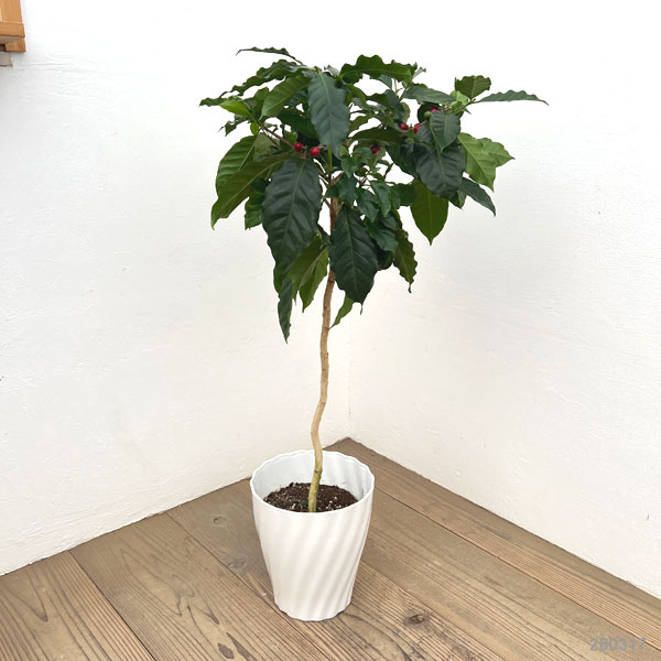 コーヒーノキ（アラビカ種）実付株　7号鉢植え