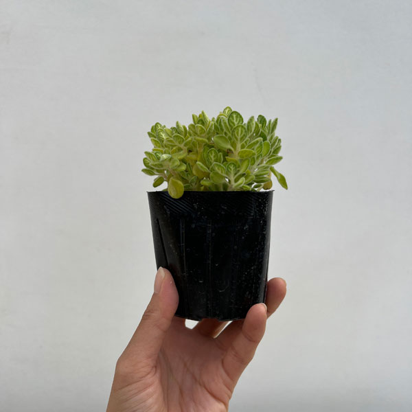 アロマティカス：ライムシャワー3号ポット