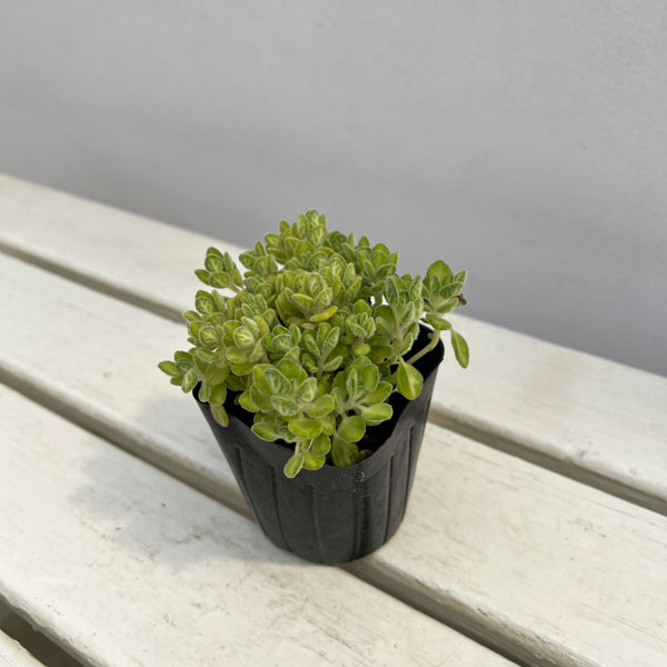 アロマティカス：ライムシャワー3号ポット