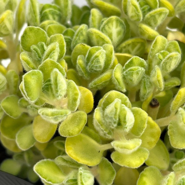 アロマティカス：ライムシャワー3号ポット