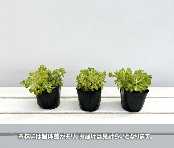 アロマティカス：ライムシャワー3号ポット