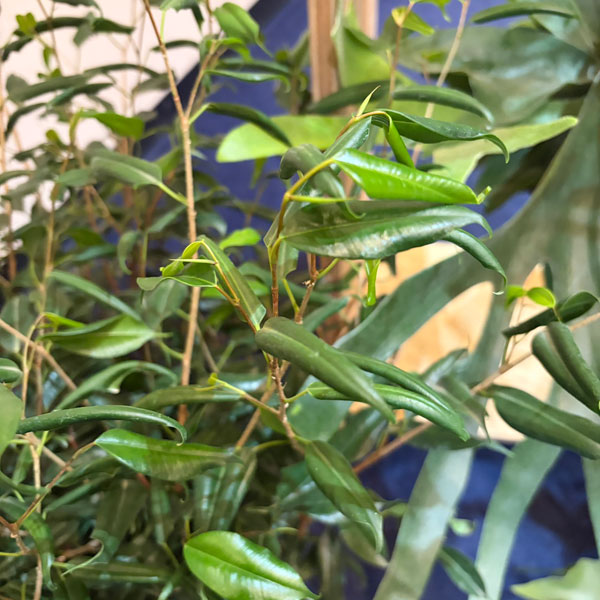 [26年3月中下旬予約]フィカス：ベンジャミナ　ペンネ（バロック変異株）8号鉢植え