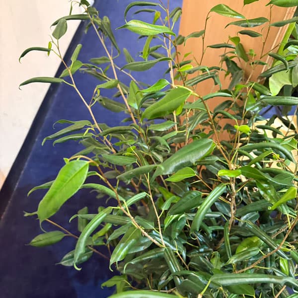 [26年3月中下旬予約]フィカス：ベンジャミナ　ペンネ（バロック変異株）8号鉢植え