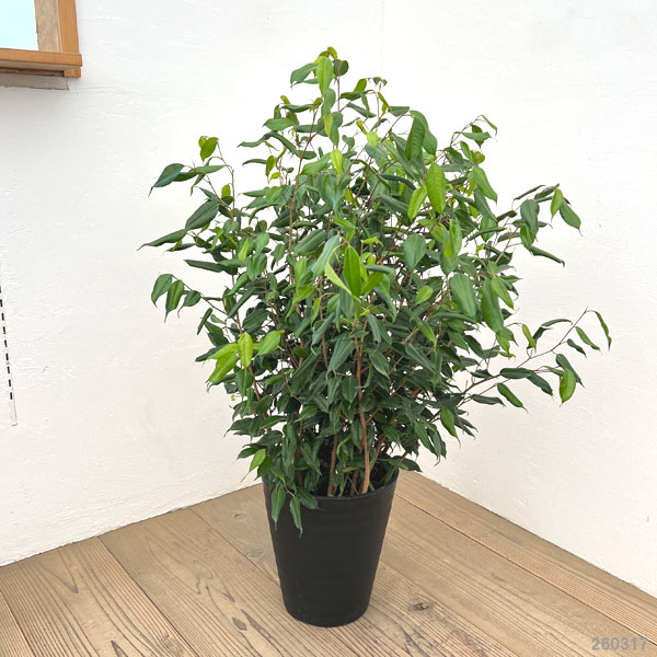 フィカス:ベンジャミナ ペンネ(バロック変異株)8号鉢植え