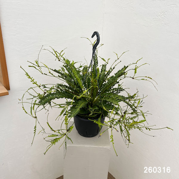 アスプレニウム:ケンゾイ(オニヒノキシダ) 7号吊り鉢