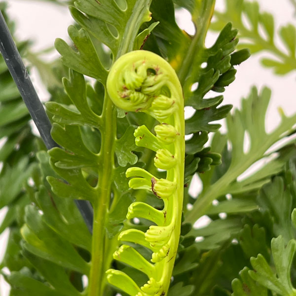 アスプレニウム:ケンゾイ(オニヒノキシダ) 7号吊り鉢