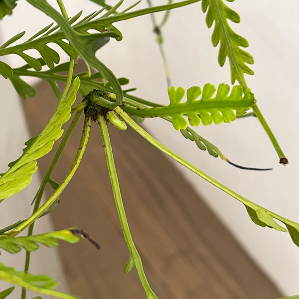 アスプレニウム:ケンゾイ(オニヒノキシダ) 7号吊り鉢