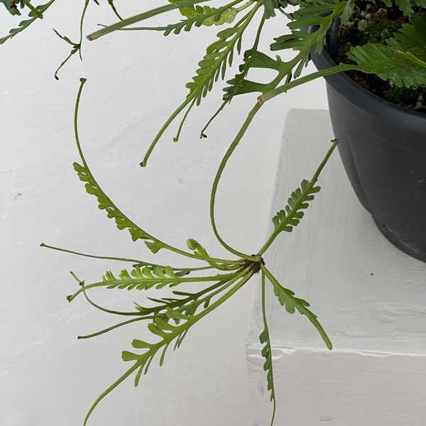 アスプレニウム:ケンゾイ(オニヒノキシダ) 7号吊り鉢