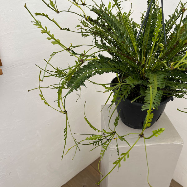 アスプレニウム:ケンゾイ(オニヒノキシダ) 7号吊り鉢