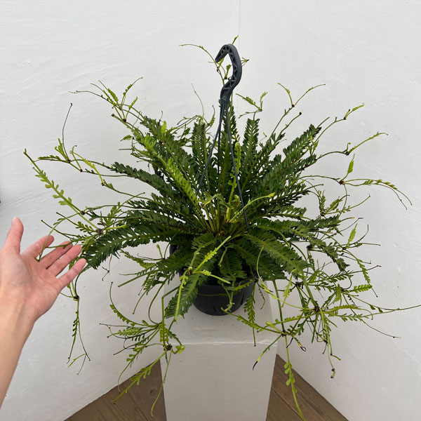 アスプレニウム:ケンゾイ(オニヒノキシダ) 7号吊り鉢