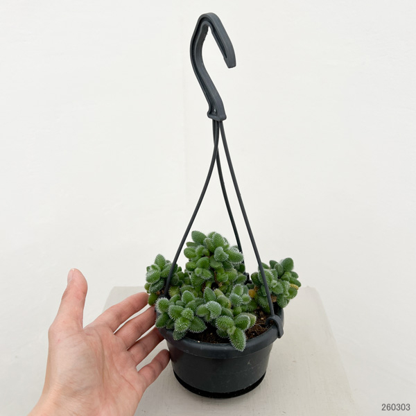 デロスペルマ：エキナツム3.5号吊り鉢