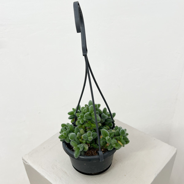 デロスペルマ：エキナツム3.5号吊り鉢