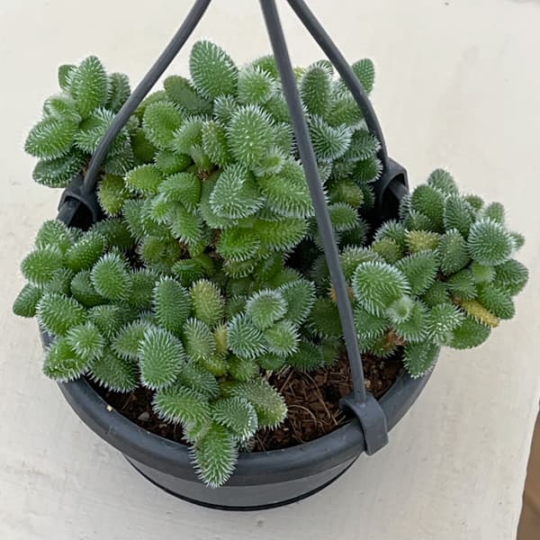 デロスペルマ：エキナツム3.5号吊り鉢