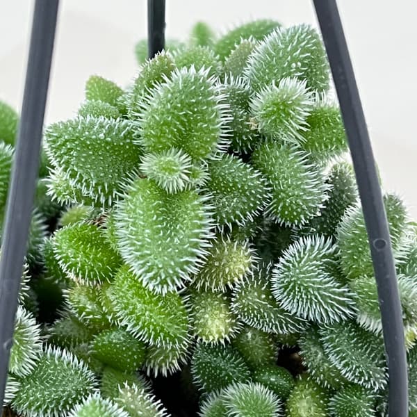 デロスペルマ：エキナツム3.5号吊り鉢