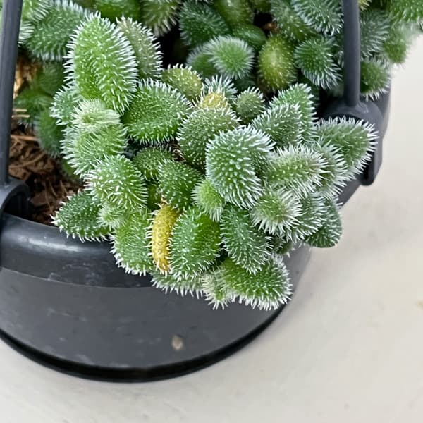 デロスペルマ：エキナツム3.5号吊り鉢