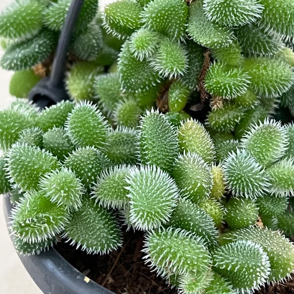 デロスペルマ：エキナツム3.5号吊り鉢