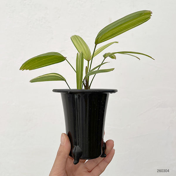 カンノンチク：綾錦(あやにしき)　3号鉢植え