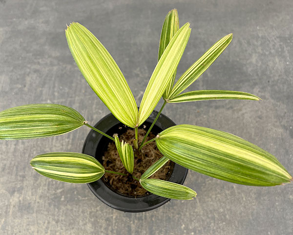 カンノンチク：綾錦(あやにしき)　3号鉢植え