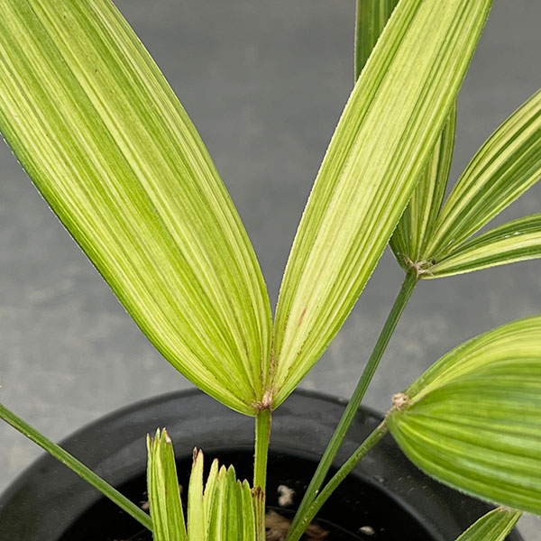 カンノンチク：綾錦(あやにしき)　3号鉢植え