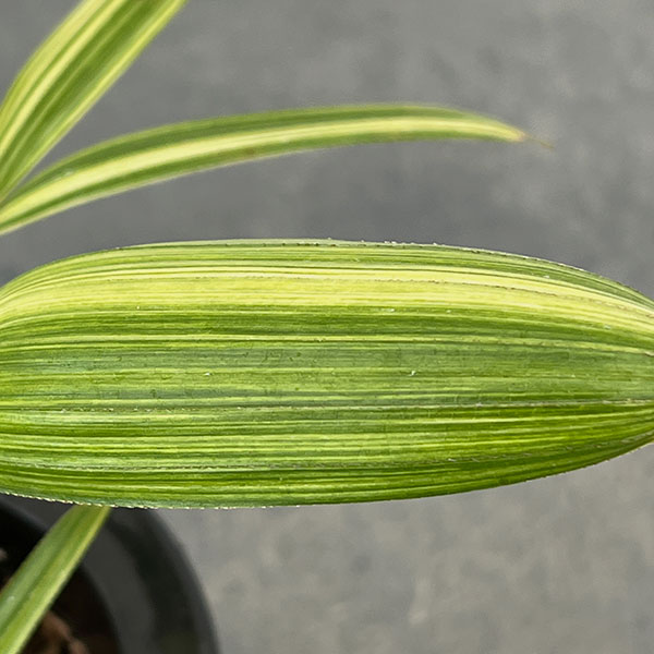 カンノンチク：綾錦(あやにしき)　3号鉢植え