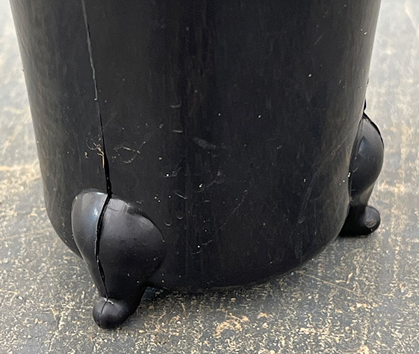 カンノンチク：綾錦(あやにしき)　3号鉢植え