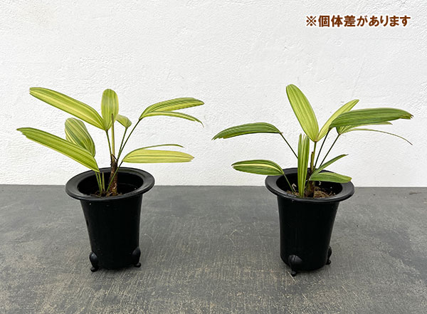 カンノンチク：綾錦(あやにしき)　3号鉢植え