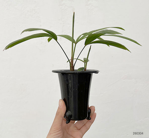 カンノンチク：達磨（だるま）3号鉢植え