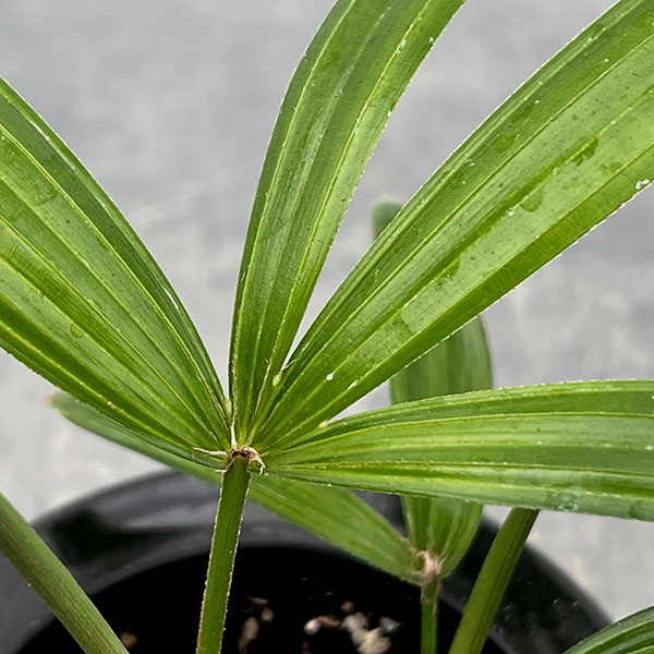 カンノンチク：達磨（だるま）3号鉢植え