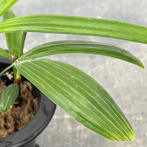 カンノンチク：達磨（だるま）3号鉢植え