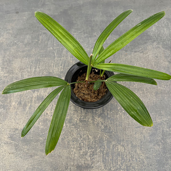 カンノンチク：達磨（だるま）3号鉢植え