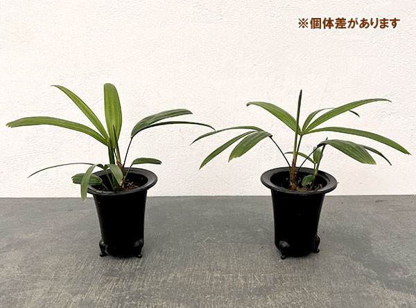 カンノンチク：達磨（だるま）3号鉢植え