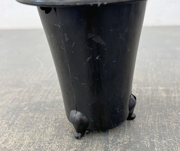 カンノンチク：達磨（だるま）3号鉢植え