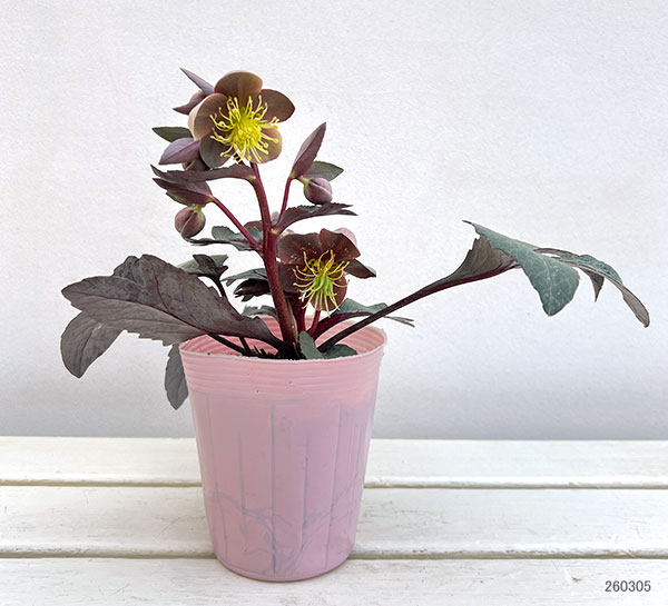 松村ナーセリーさんのクリスマスローズ（原種系）：リビダス　ミッドナイト3.5号ロングポット