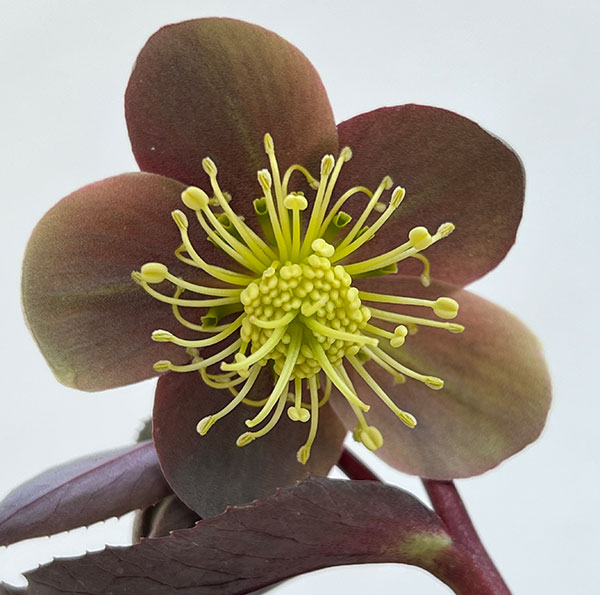 松村ナーセリーさんのクリスマスローズ（原種系）：リビダス　ミッドナイト3.5号ロングポット