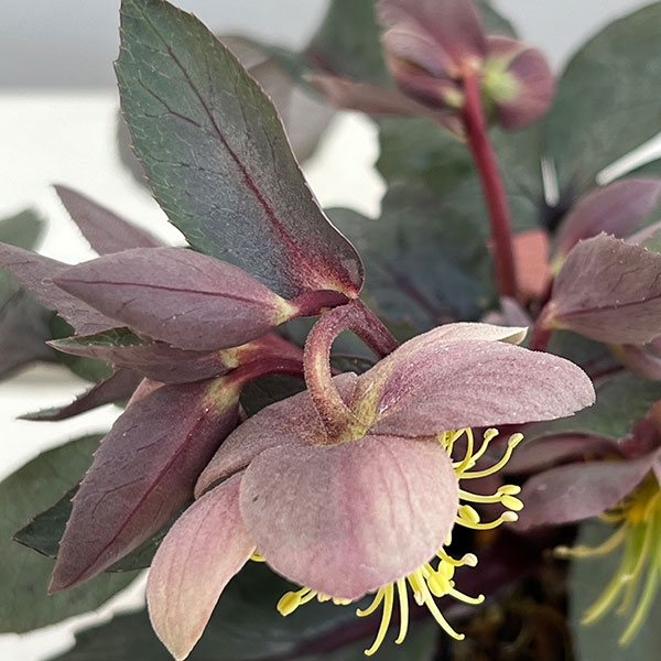 松村ナーセリーさんのクリスマスローズ（原種系）：リビダス　ミッドナイト3.5号ロングポット